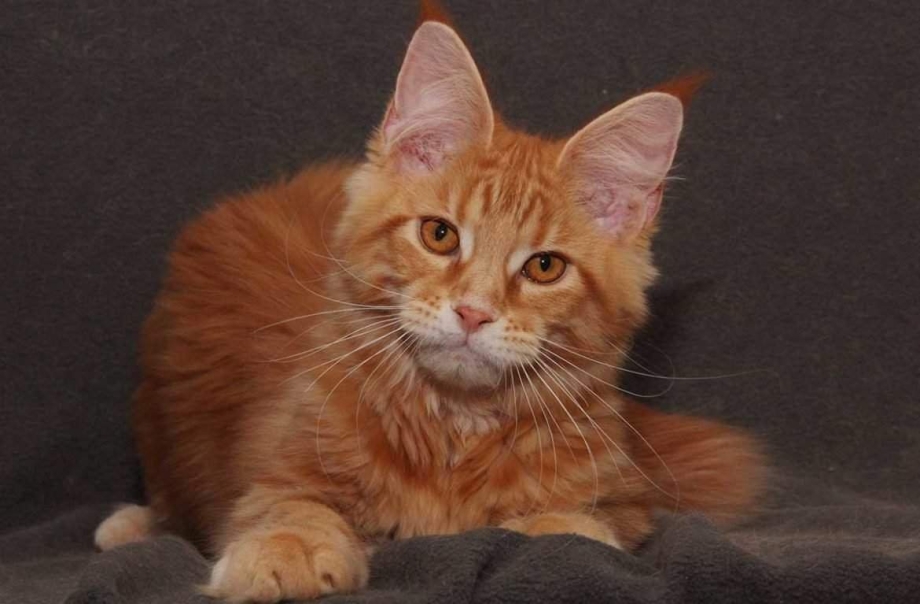Кот британский гладкошерстный палевый