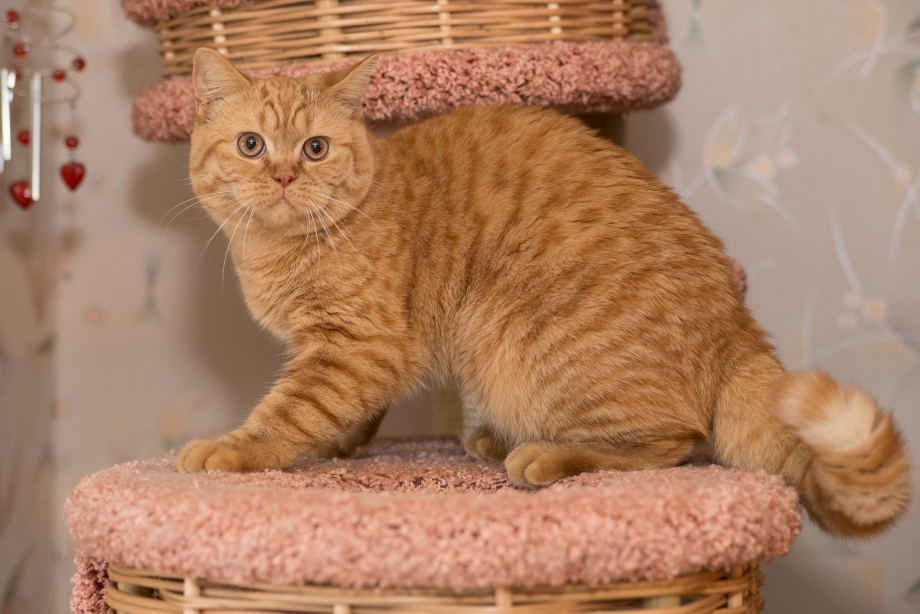Сомалийская кошка