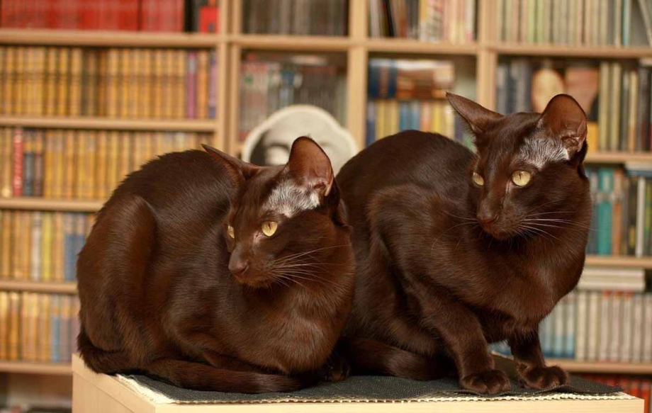 Гавана Браун кошка