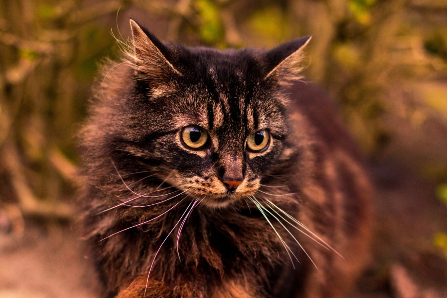 Бурая кошка