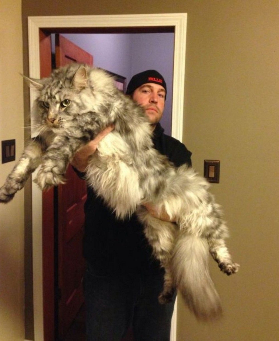 Котята Мейн кун