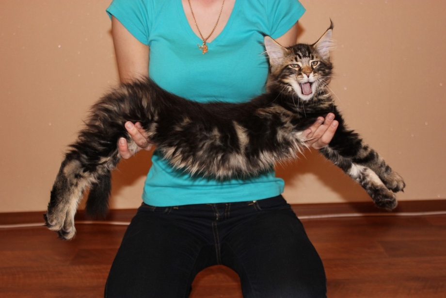 Кот большой породы Мейн кун