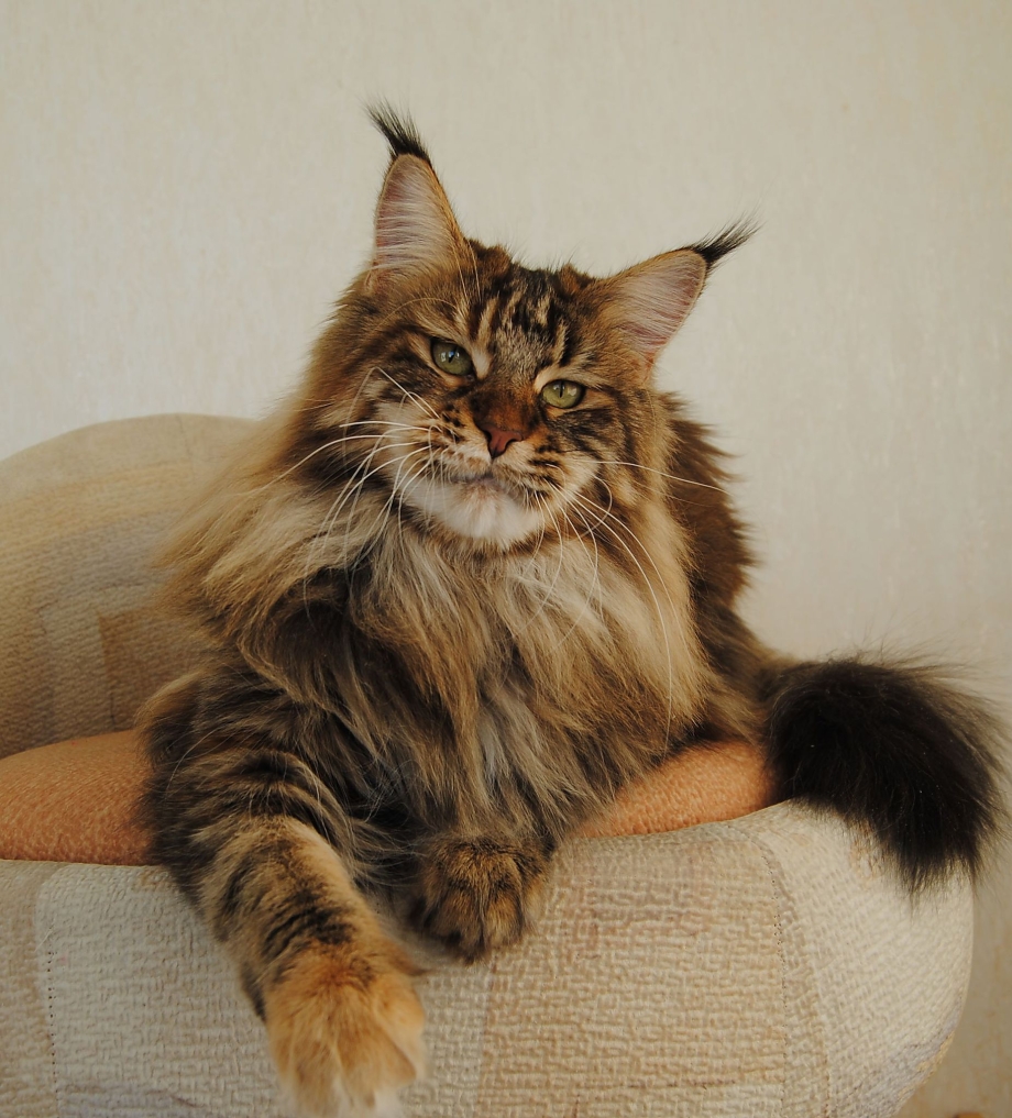 Мейнкун кот рост