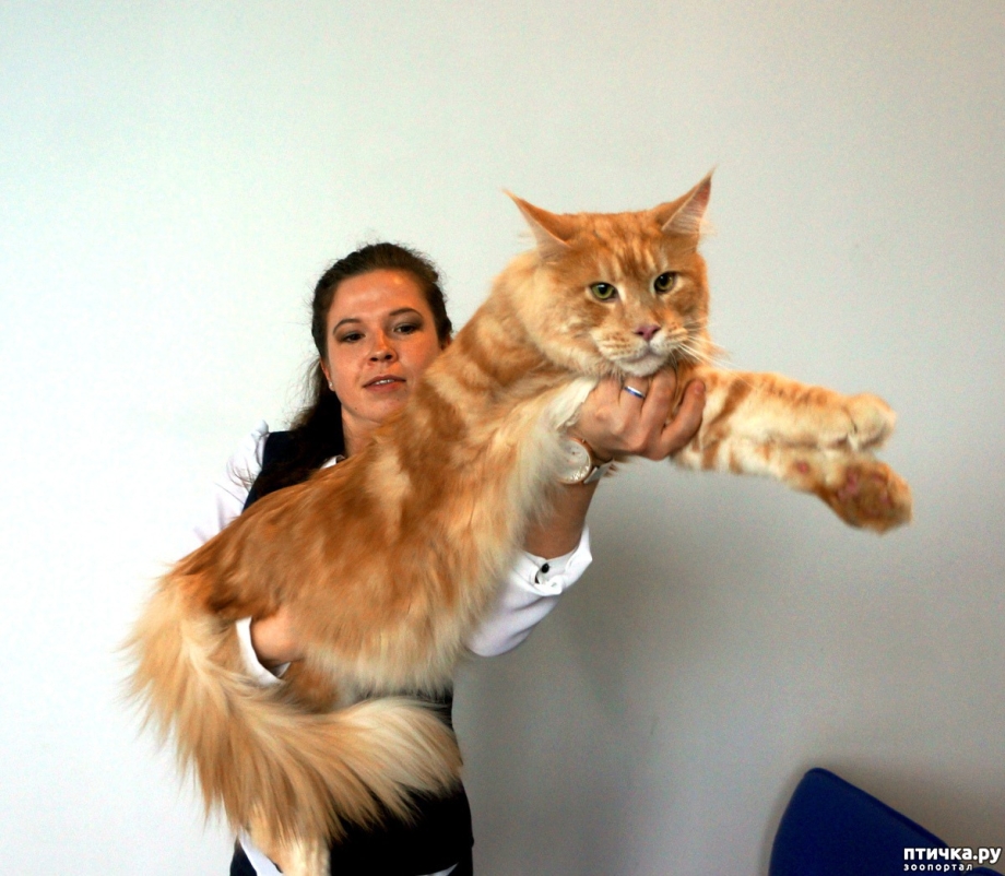 Кот Мейн кун