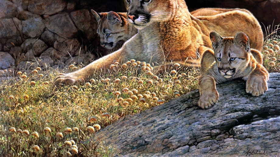 Сергей горшков фотограф Wildlife photographer