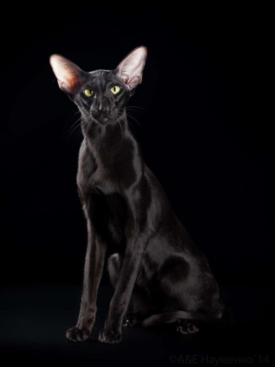 Ориентал кошка черная