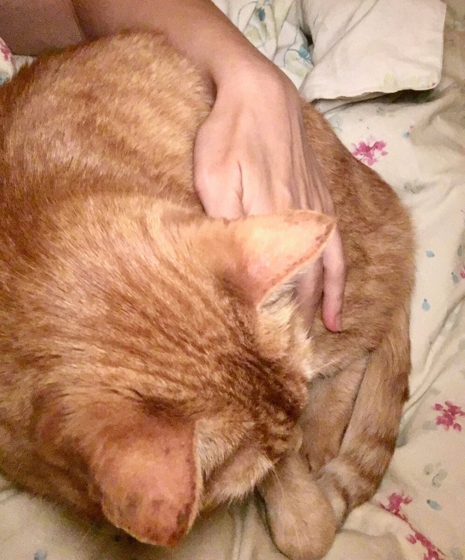Выпуклый глаз у котенка