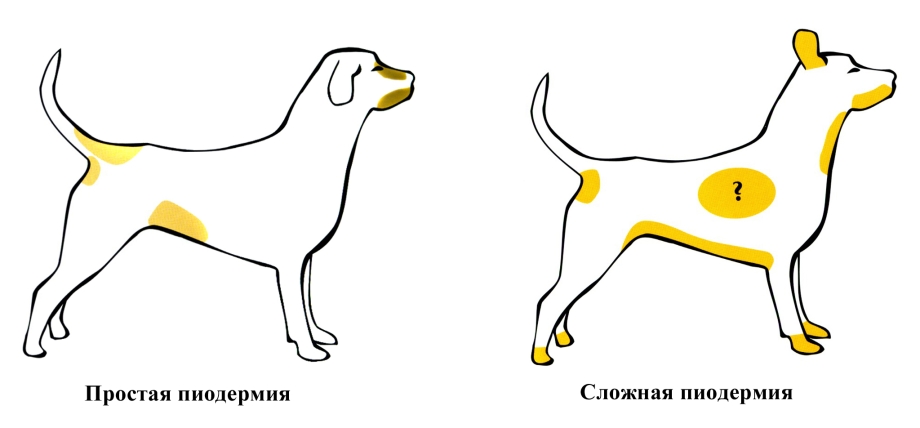 Кошачий стригущий лишай