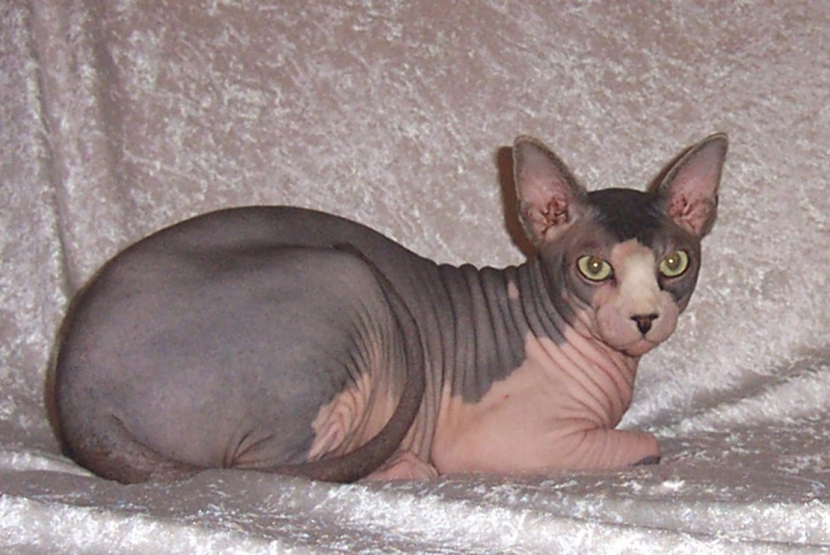 Кошка с лысой шерстью сфинкс