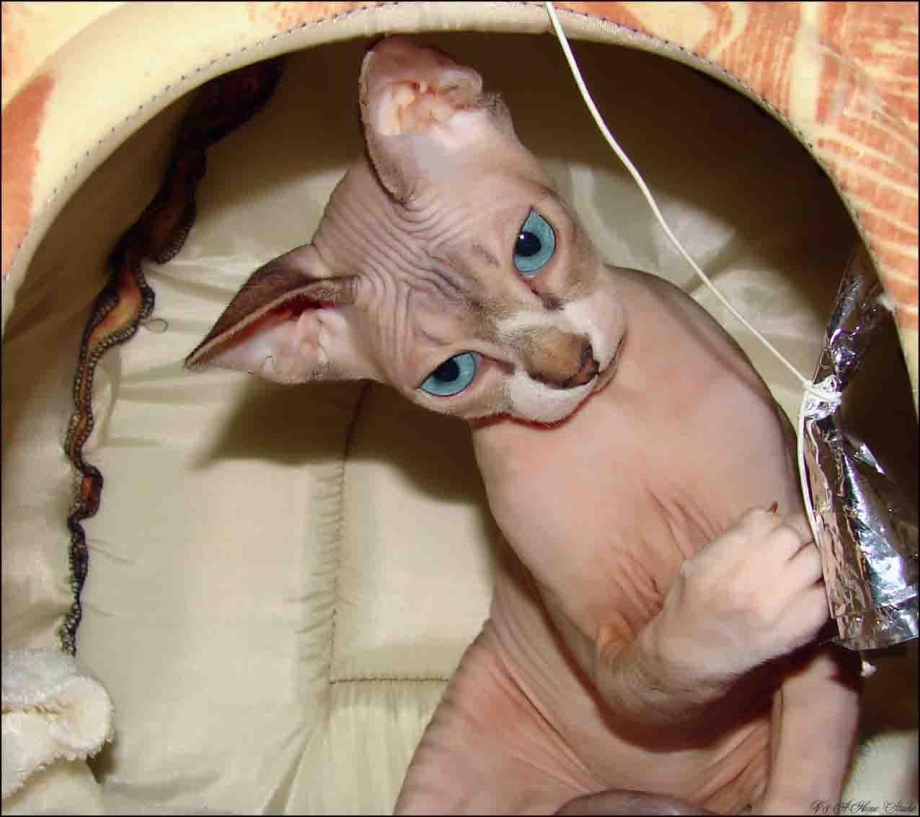 Кот сфинкс мальчик
