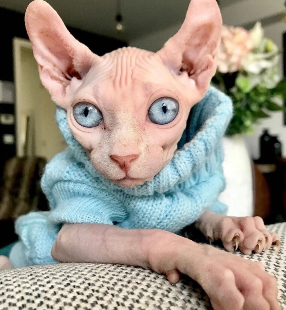Плешивый кот