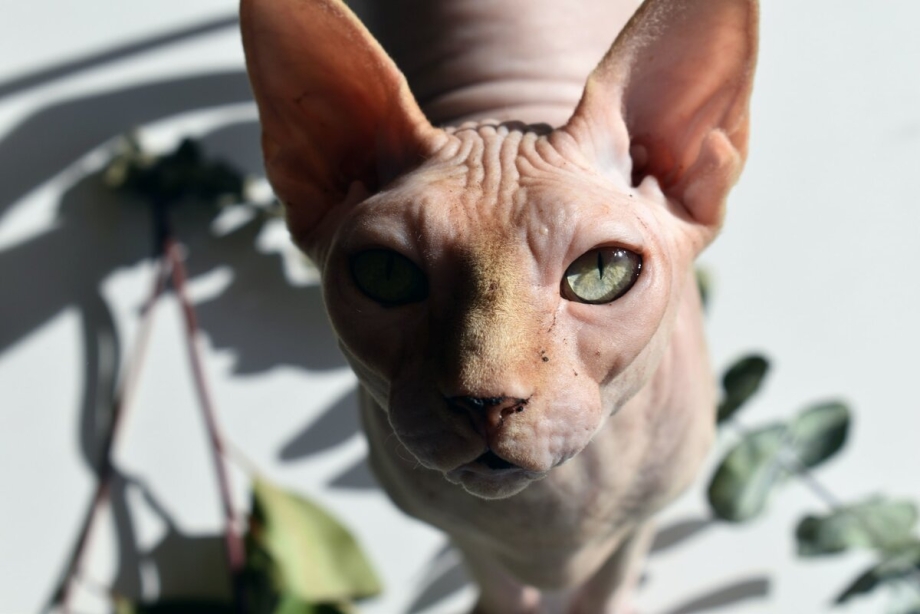 Сфинкс кот