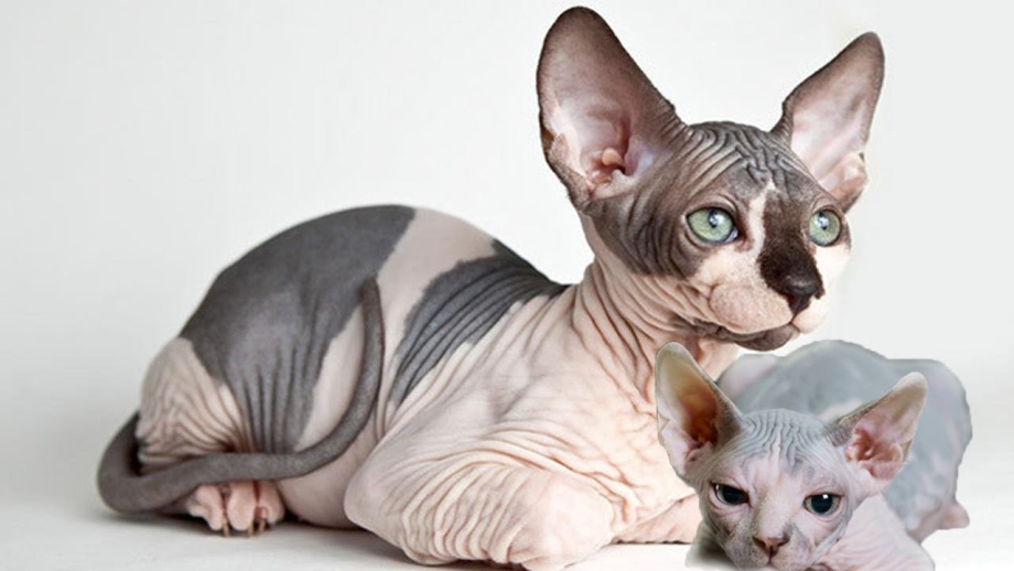 Сфинкс кот