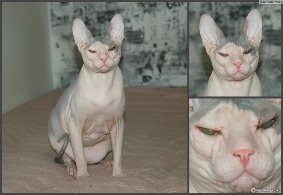 Донской сфинкс котята