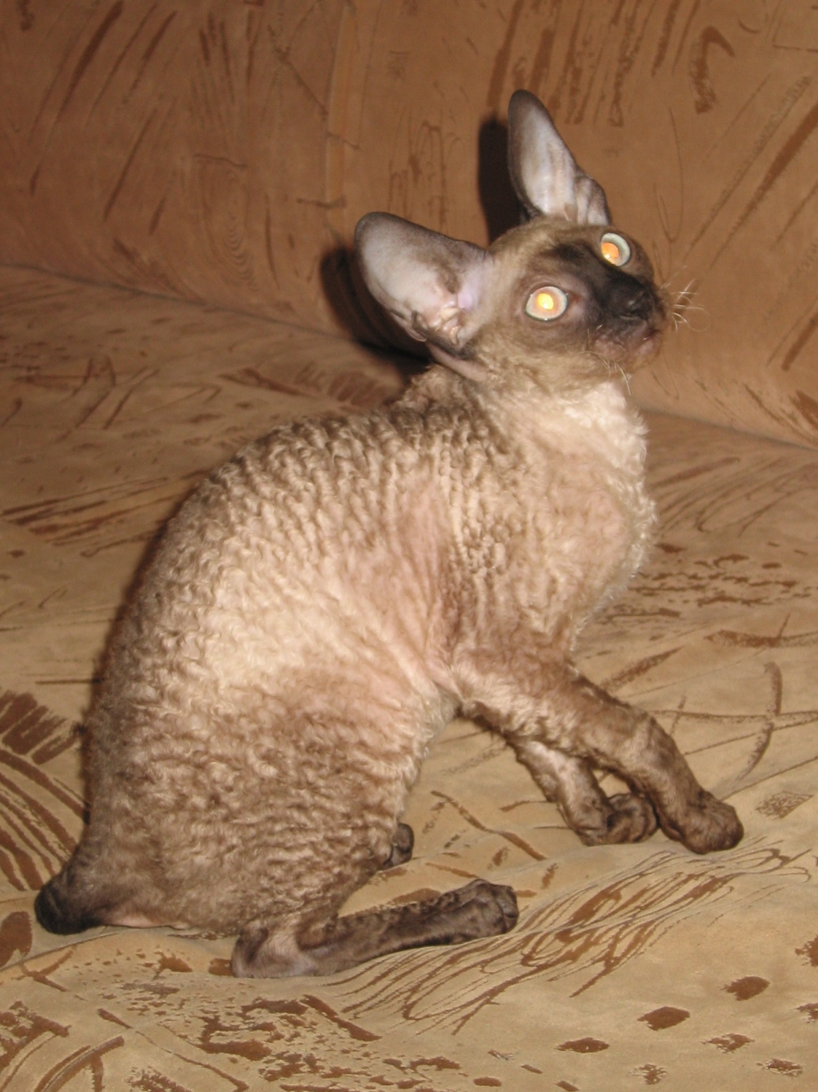 Корниш рекс