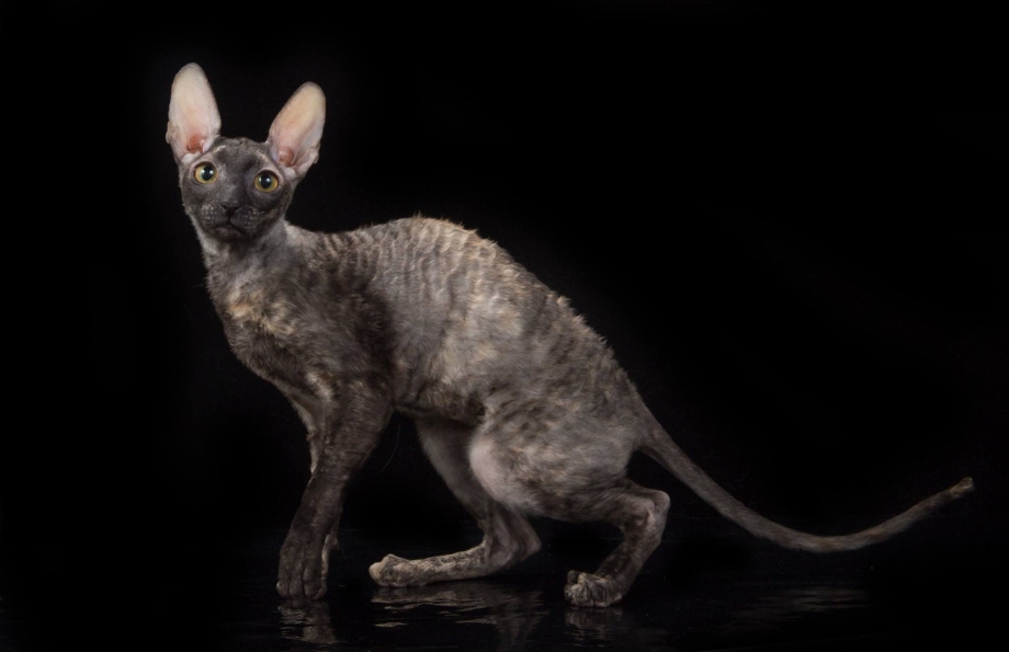 Корниш рекс кошка