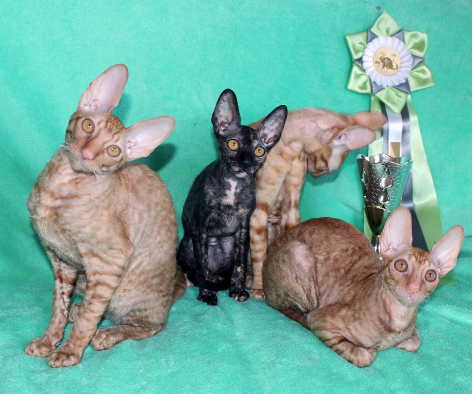Корниш рекс кошка черепаховый окрас