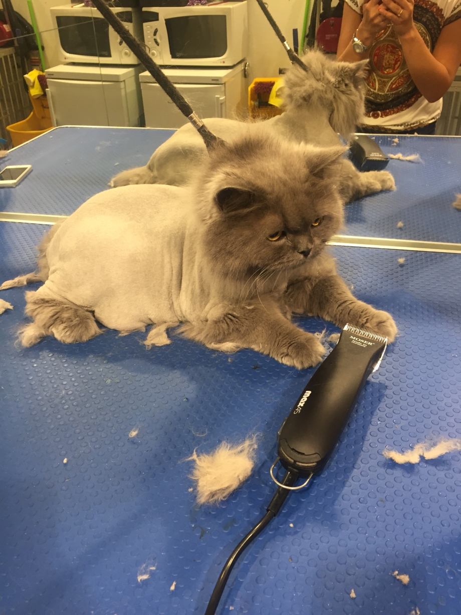 Где подстричь кота в железнодорожном