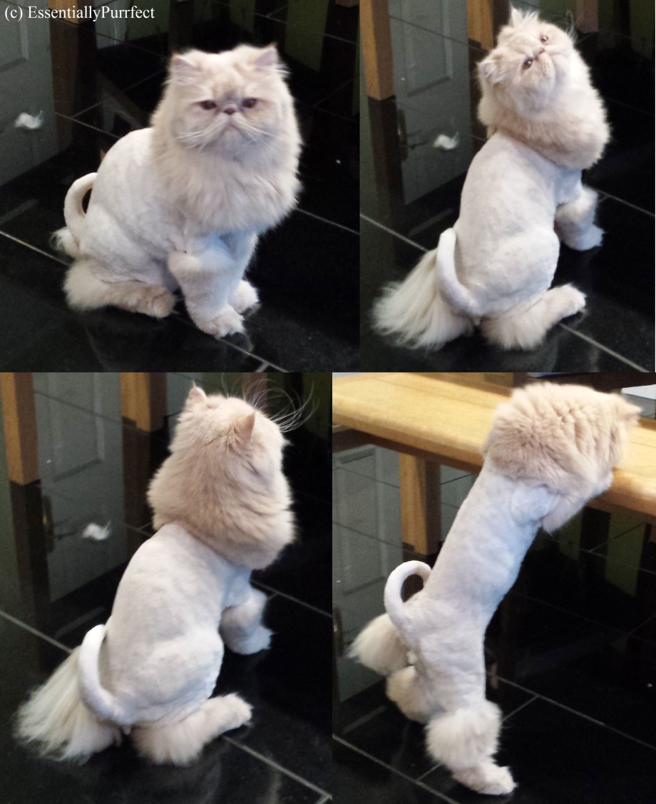Груминг длинношерстных кошек