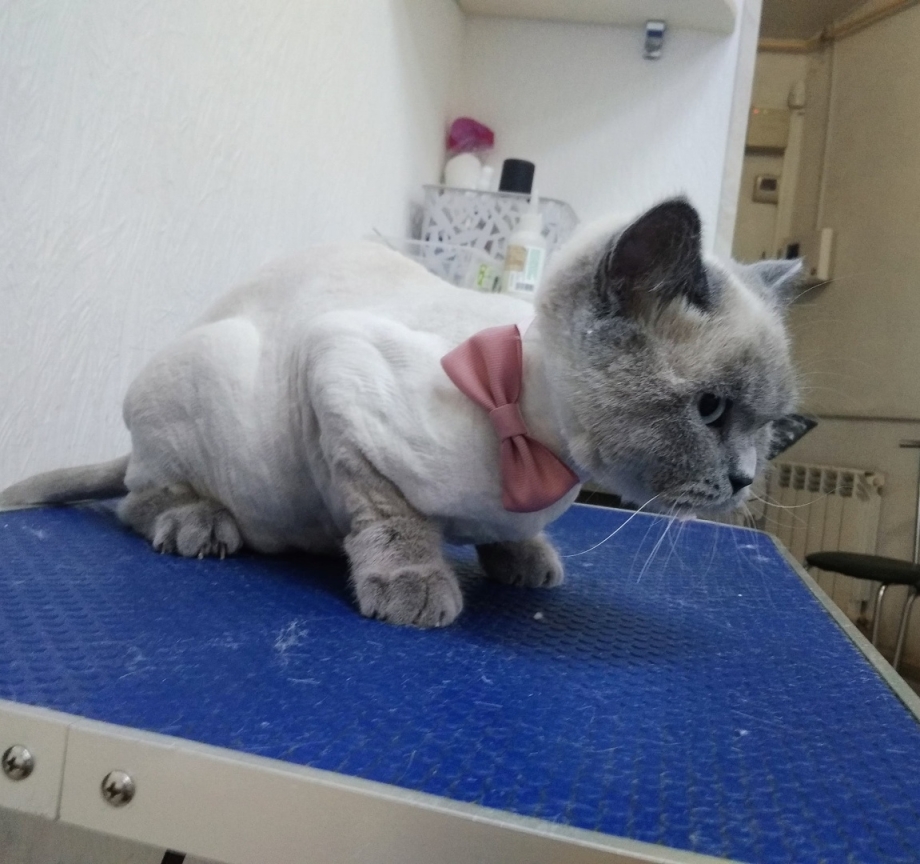 Стрижка котов в Апрелевке