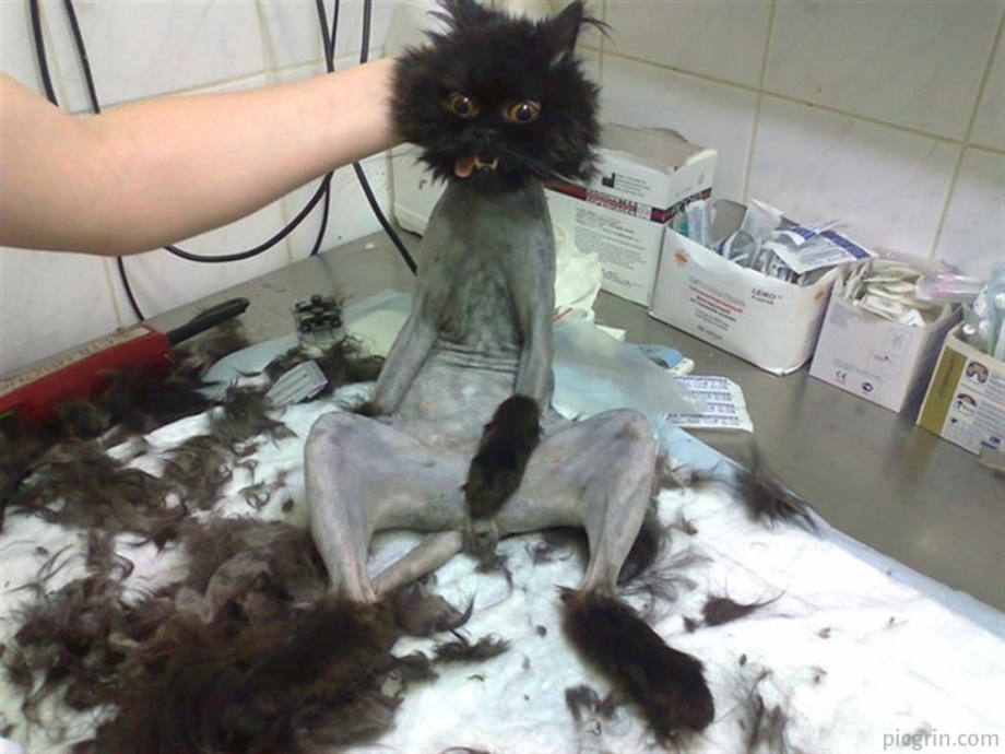 Стриженный кот прикол