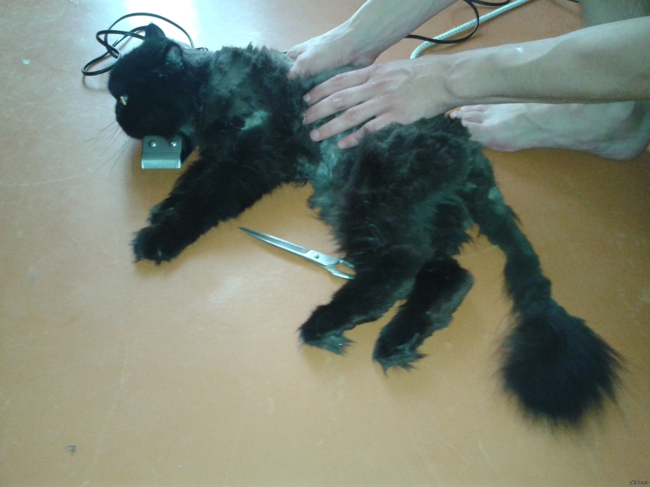 Стрижка кота ножницами