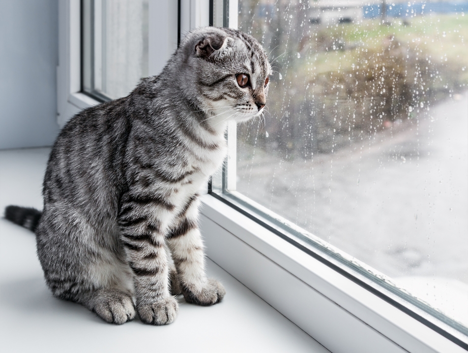 Кошка на окне
