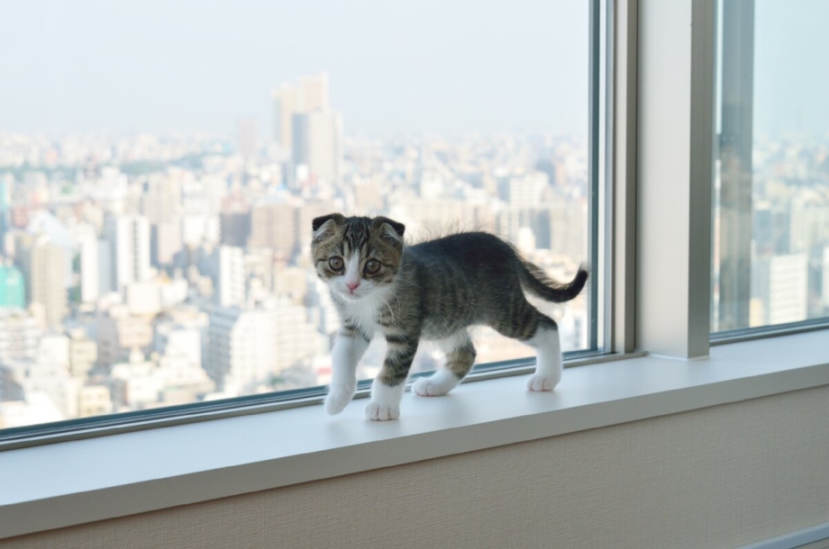 Кошка на подоконнике