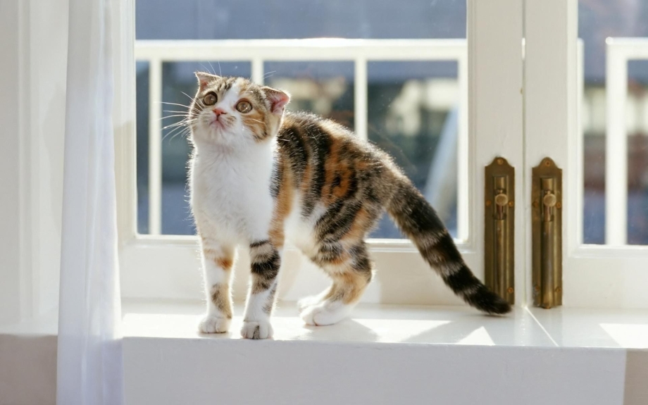 Котенок на подоконнике