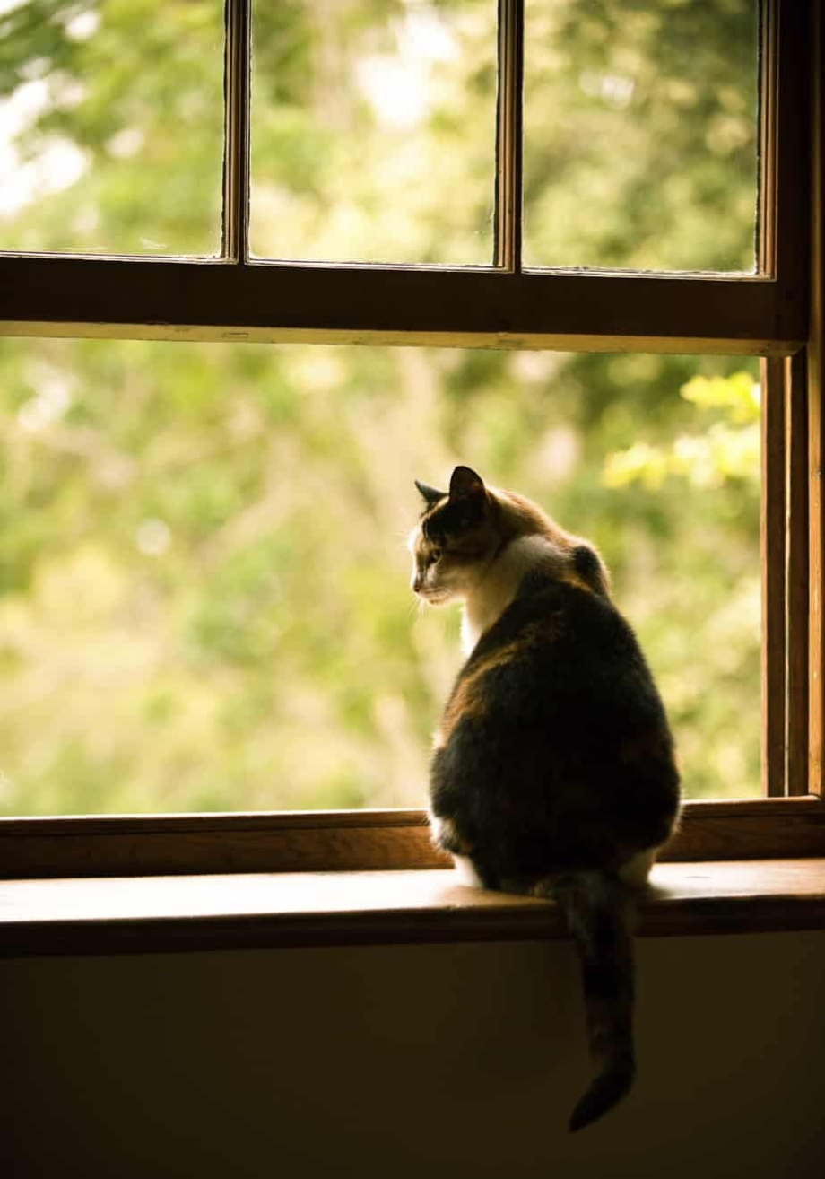 Котик на подоконнике