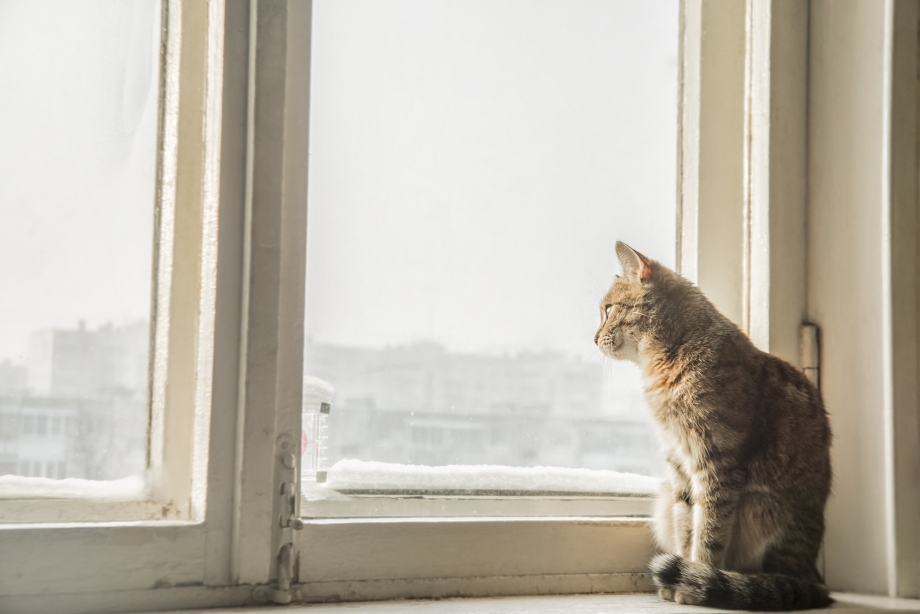 Коричневый кот на подоконнике