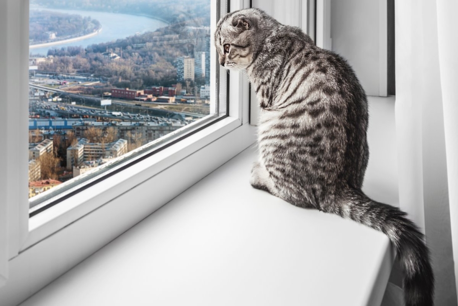 Шотландский кот на подо