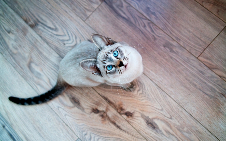 Сиамская тигровая кошка