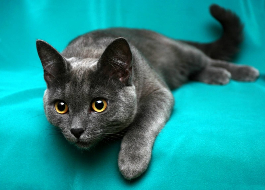 Коты породы Корат