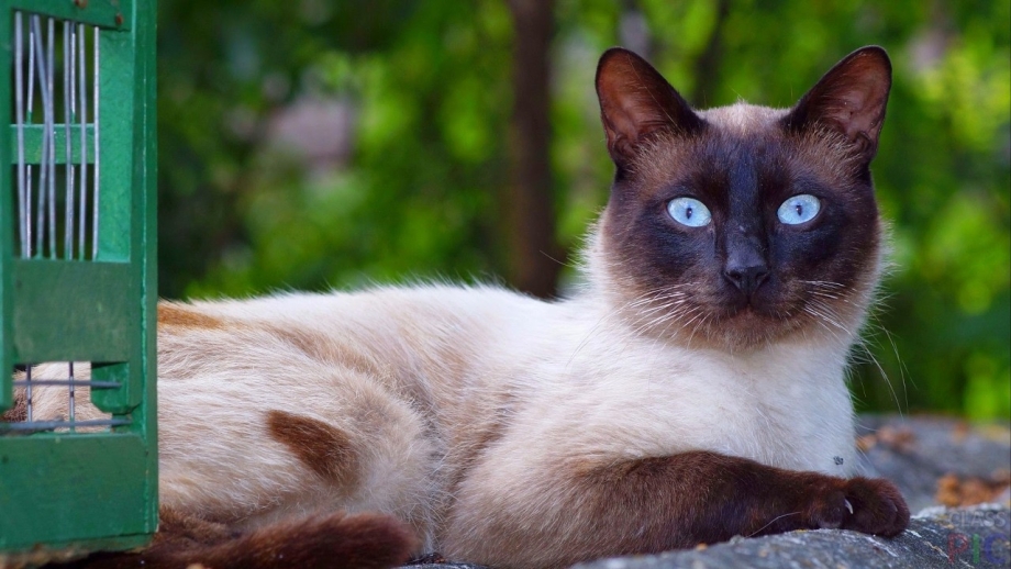 Сиамская кошка