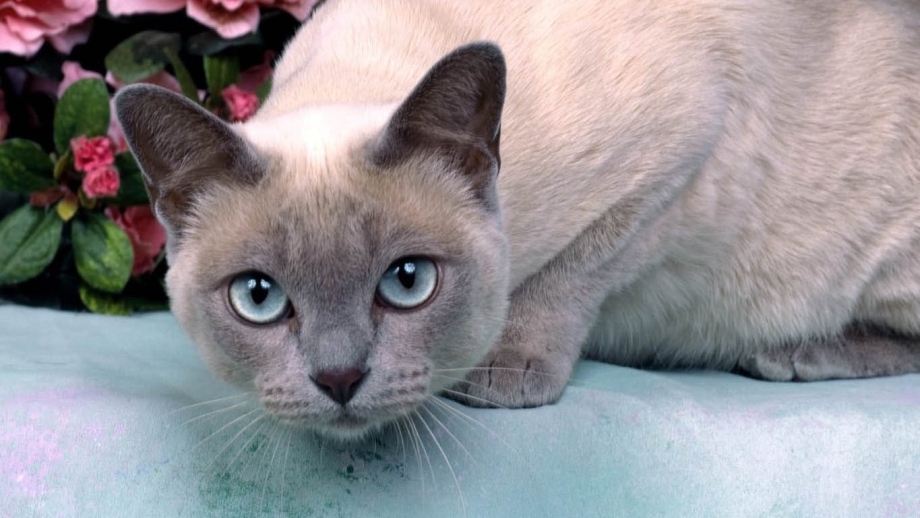 Сиамская кошка