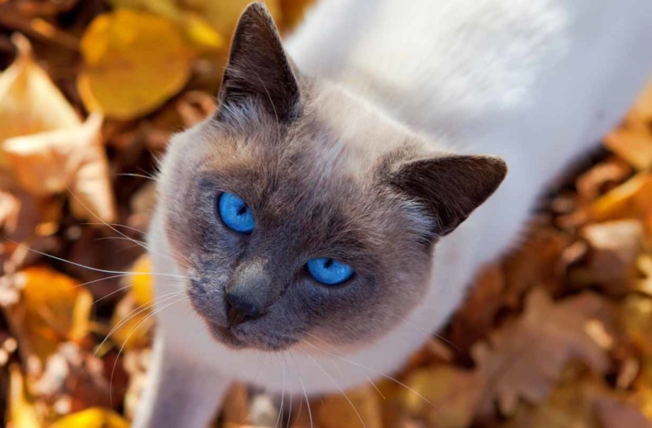 Тайский кот