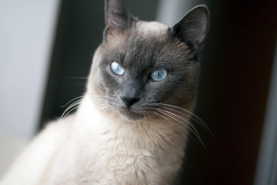 Тайская кошка