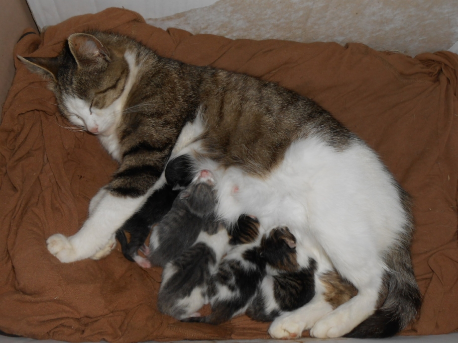 Британская кошка родила котят
