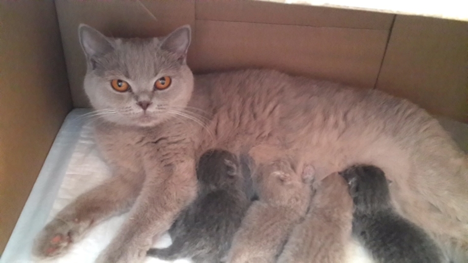 Новорожденный котенок