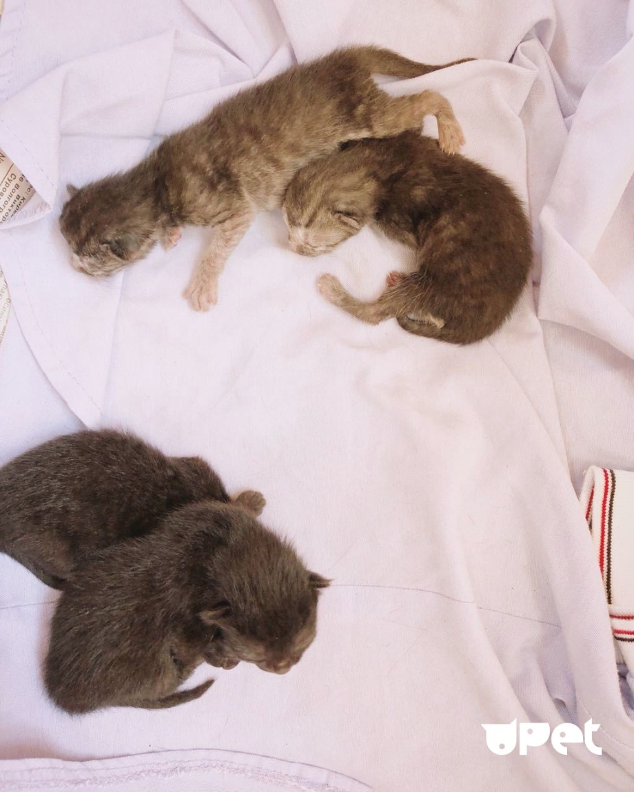Коробка для родов кошки