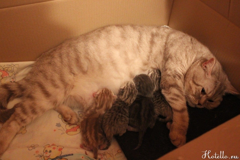 Сколько котят приносит кошка