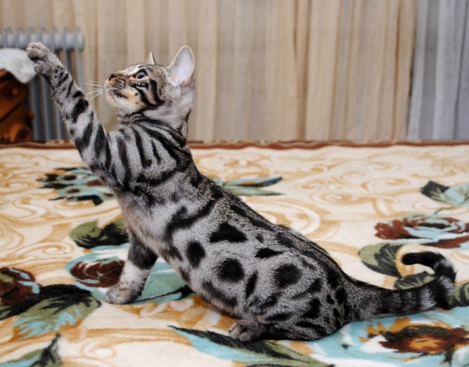 Мраморный бенгальский кот