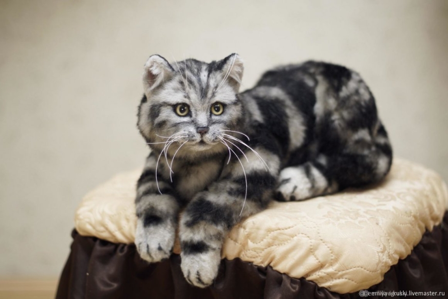 Серый табби котенок