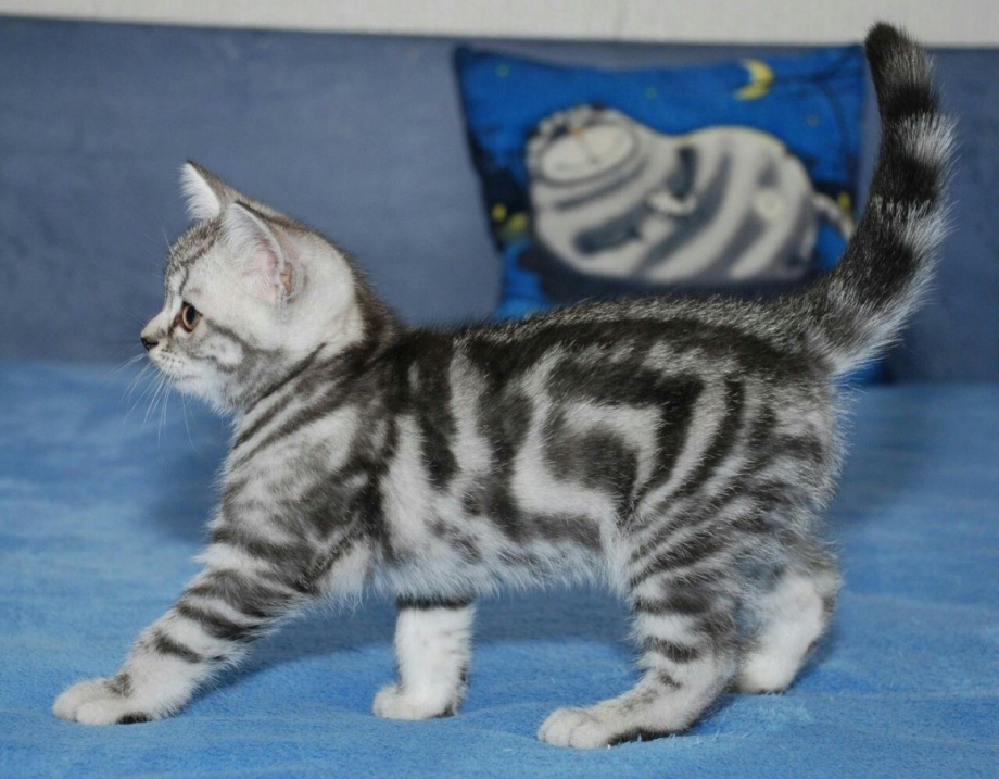 Кот вискас британец мраморный