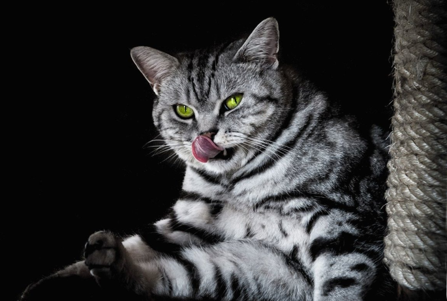 Британский кот мраморный