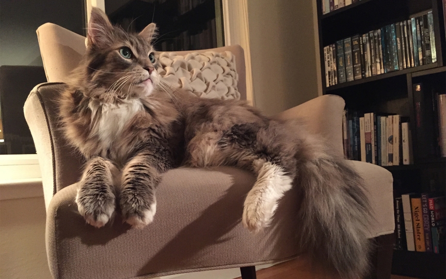 Maine Coon a30130