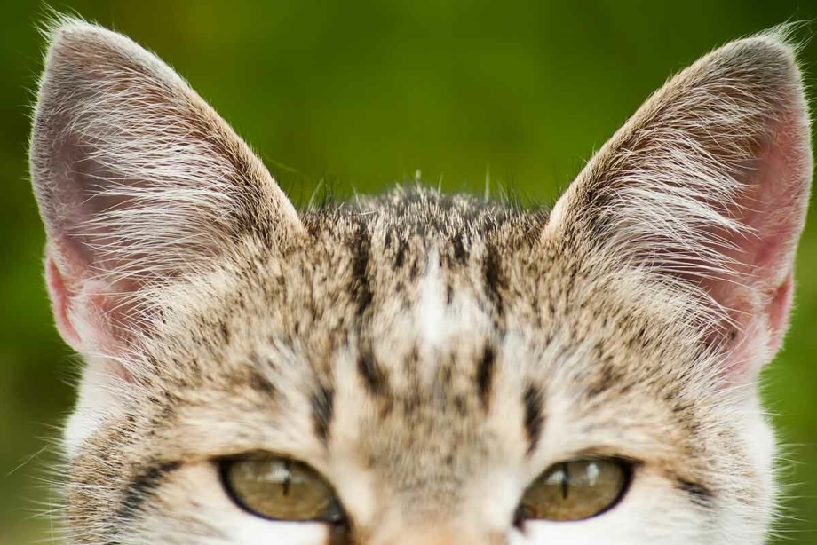 Ушной клещ у кошек симптомы