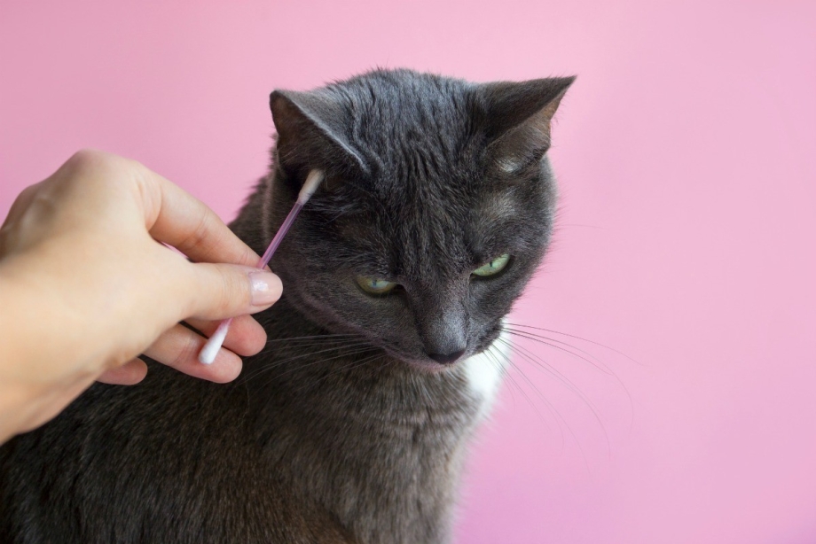 Кошачья гигиена