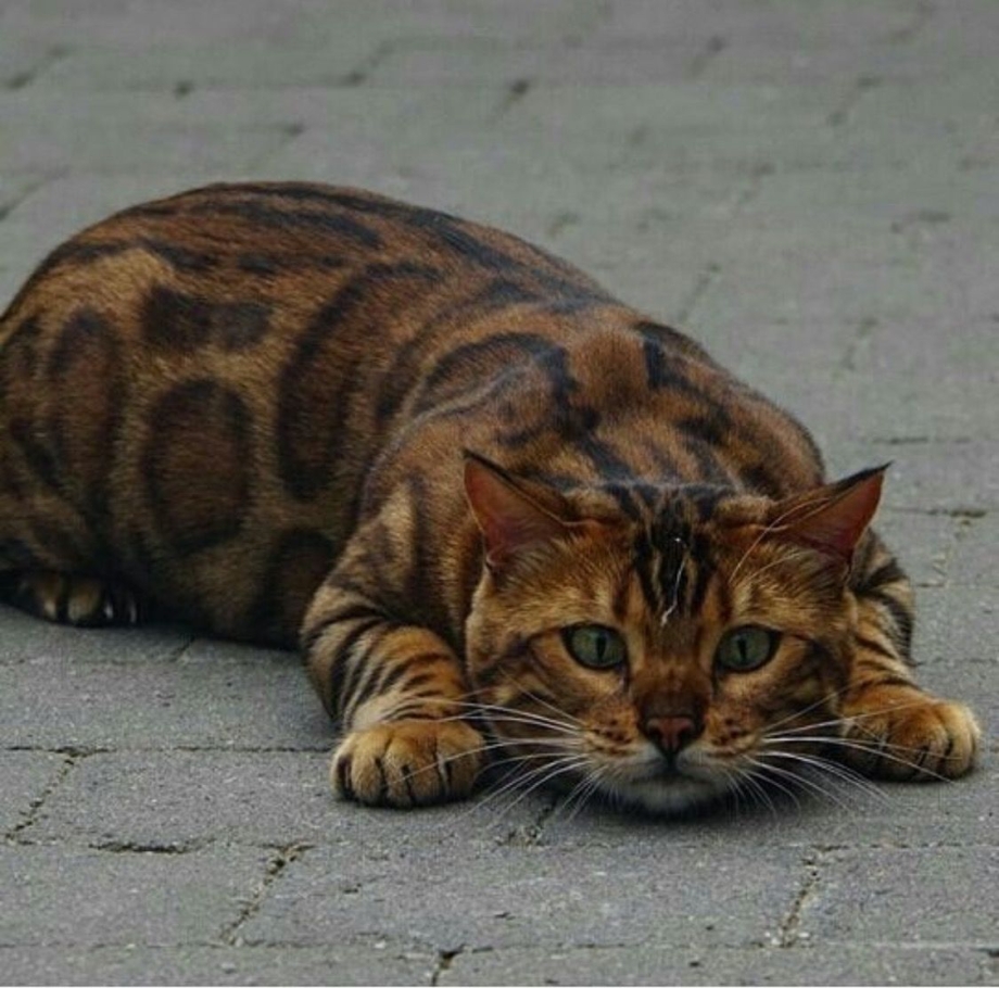 Бенгальская кошка тойгер